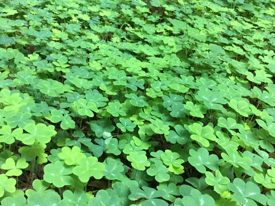 Lush irish leaf