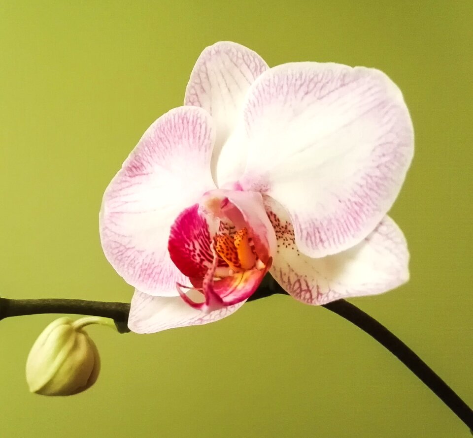 Bloom white pink bloom