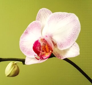 Bloom white pink bloom