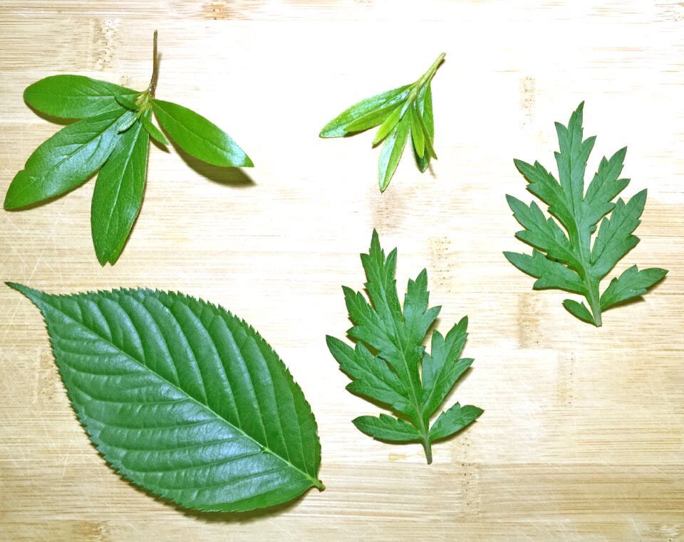 The leaves leaf Free illustrations