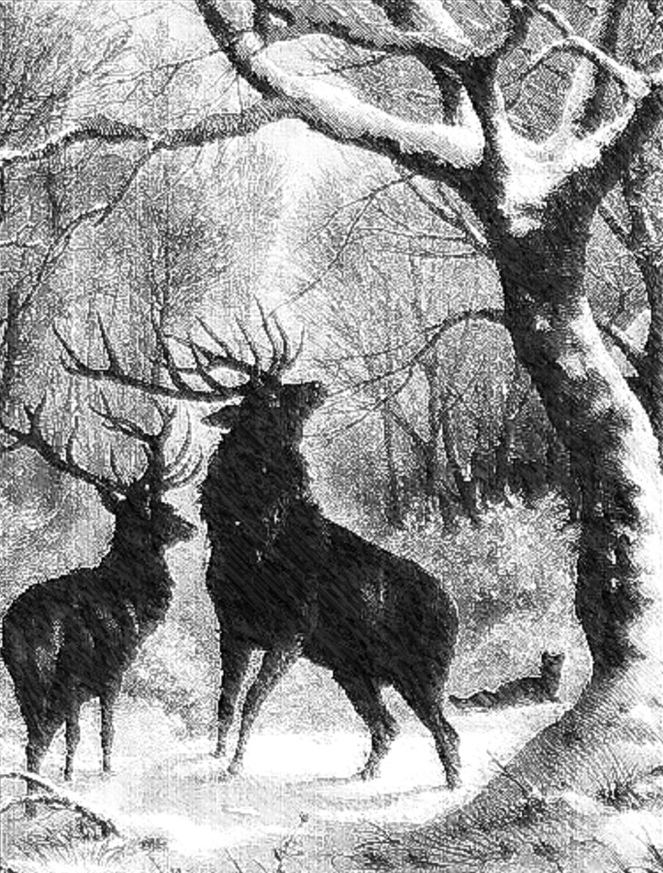 Winter christmas animal