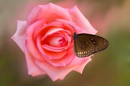 Flower butterfly pink rose