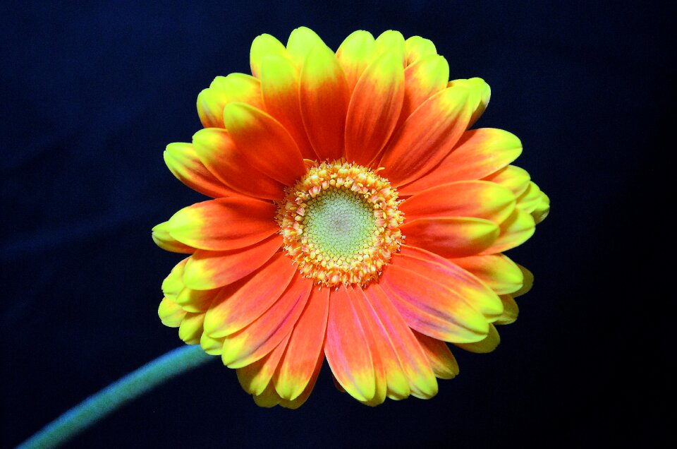 Floral colorful bloom