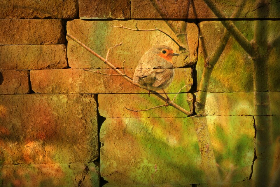 Bird robin decorative