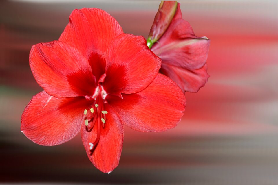 Amaryllis red winter flower
