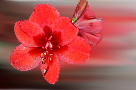 Amaryllis red winter flower