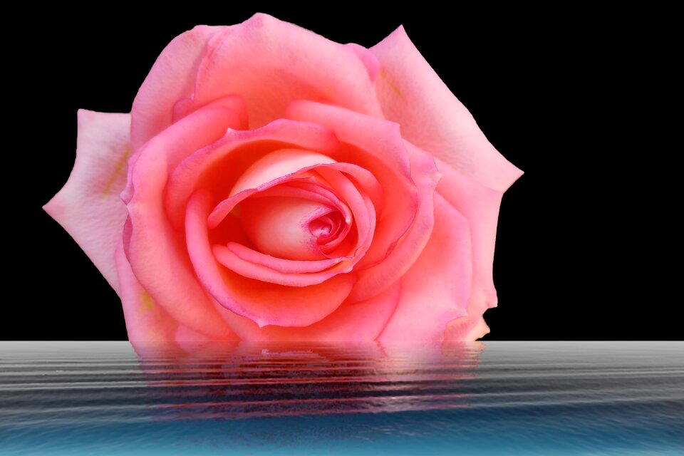 Rose water orange
