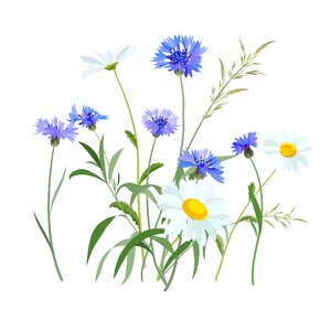 Meadow blue cornflower blue