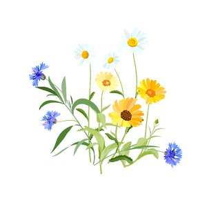 Meadow blue cornflower blue