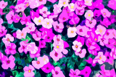 Purple flowers pink flowers decorative flowers