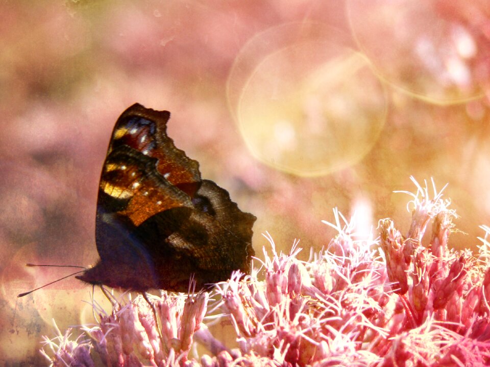 Pink bokeh garden