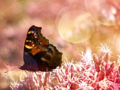 Pink bokeh garden