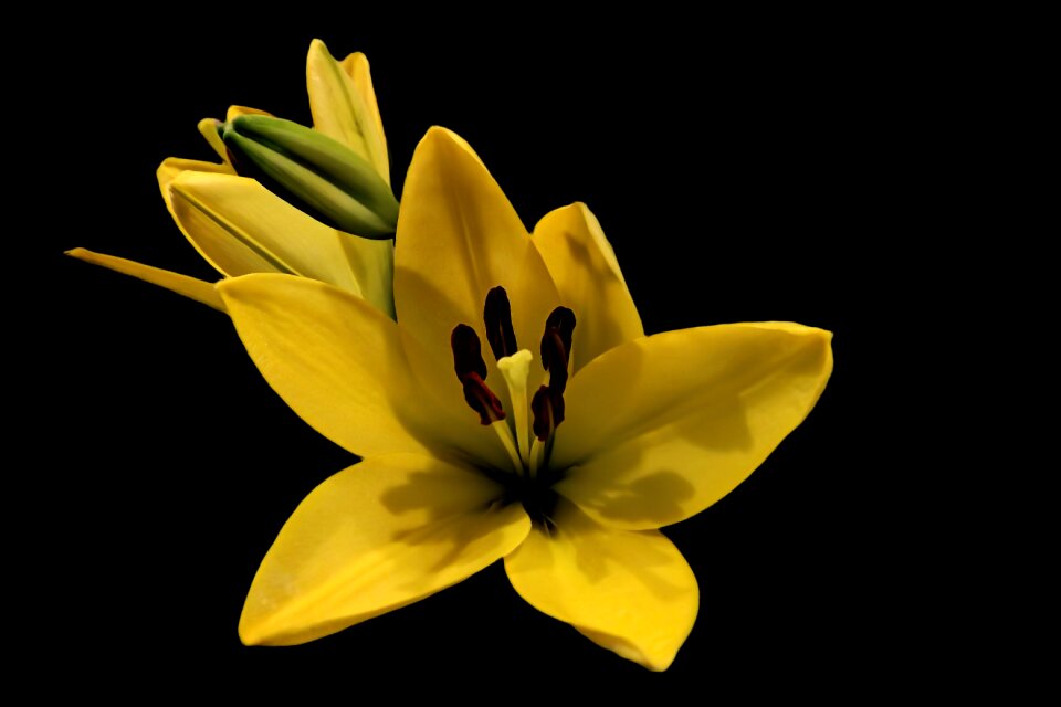 Blossom bloom flower