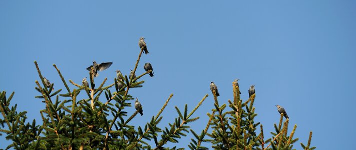 Animal songbird fir tree