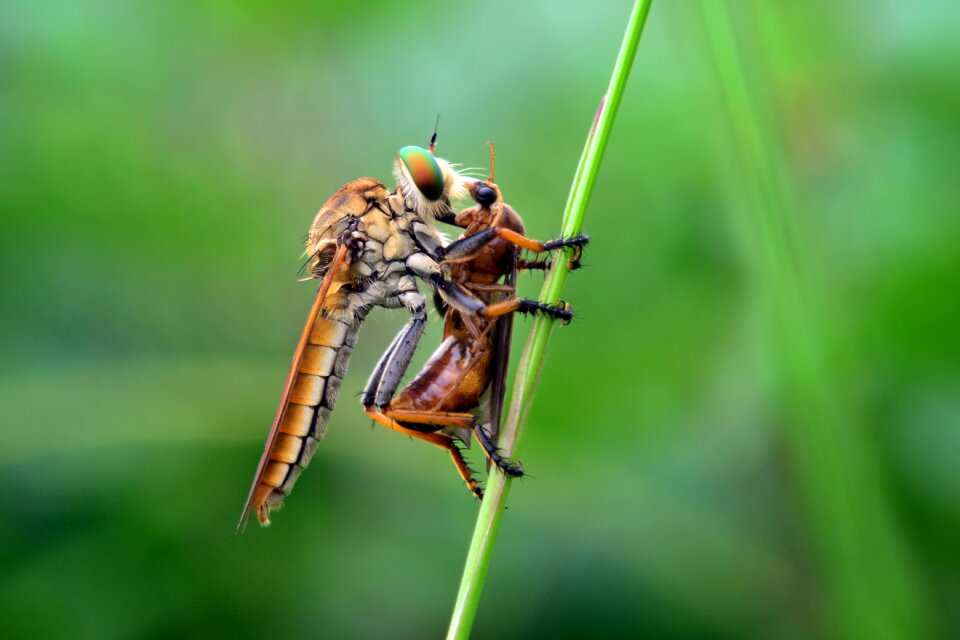 Eating flies Free illustrations