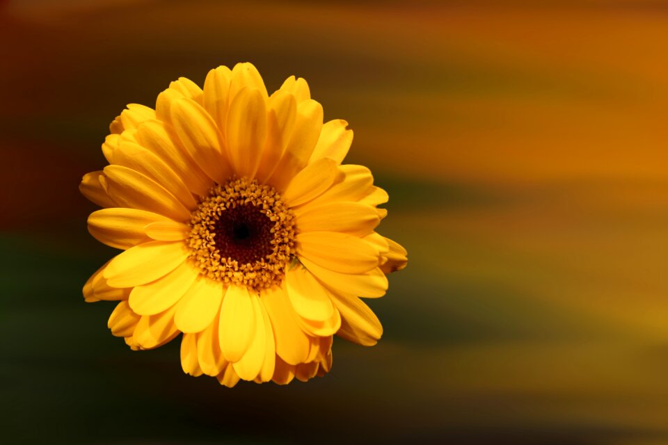 Gerbera yellow yellow flower