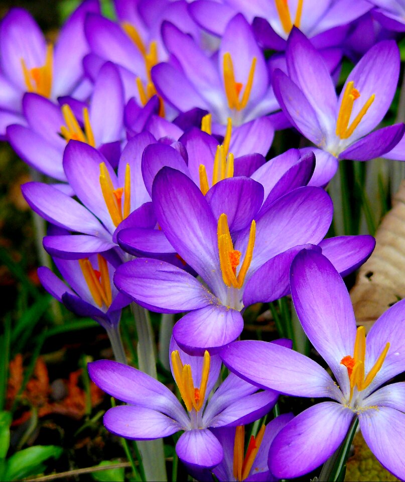 Spring flower harbinger of spring frühlingsanfang