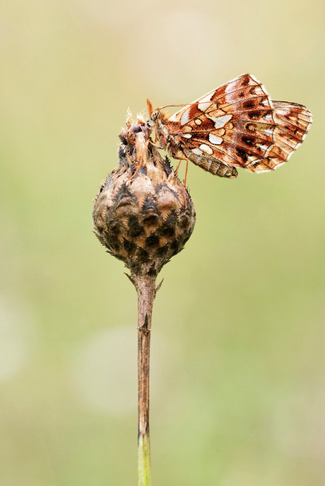 Insect close up nature