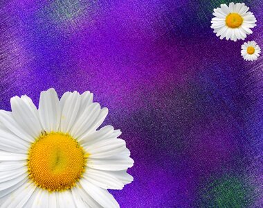 Pointed flower blossom bloom