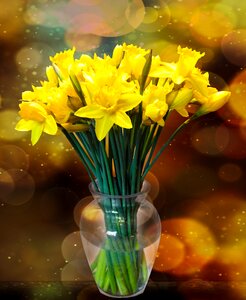 Daffodils osterglocken bokeh