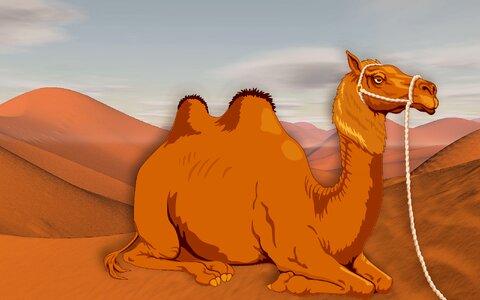 Sand sahara wide
