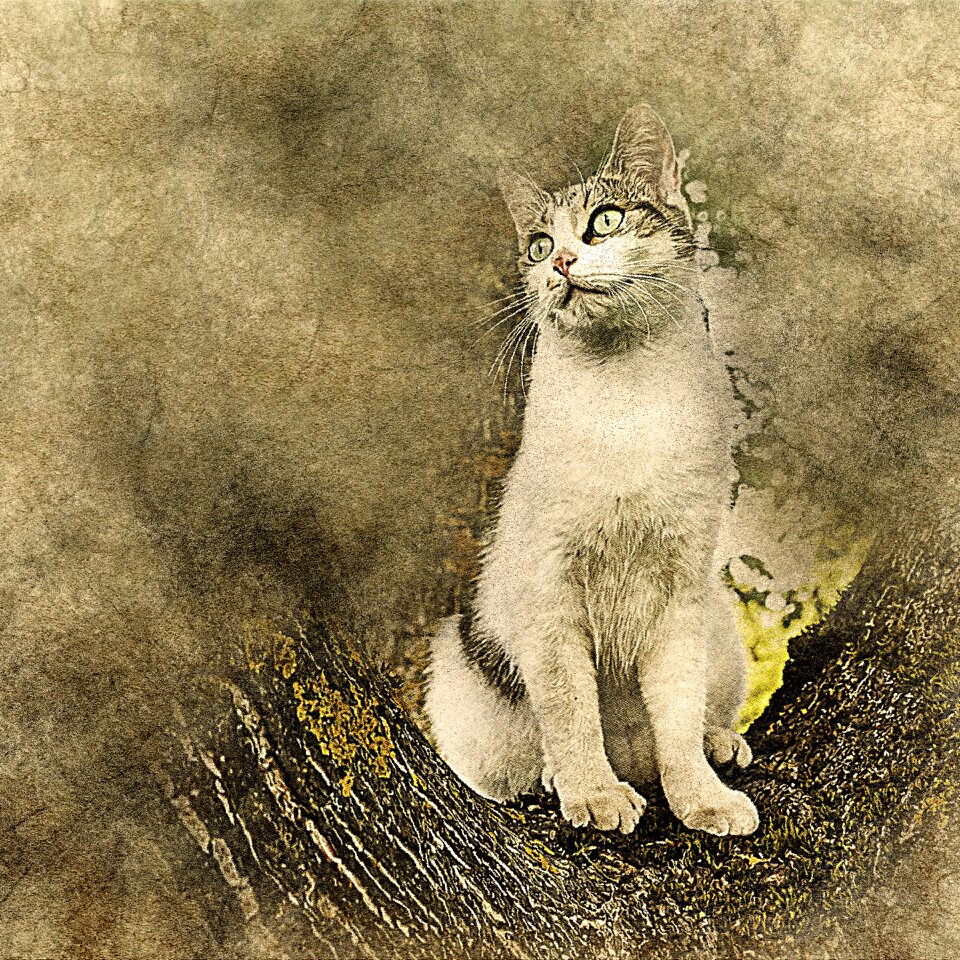 Art abstract pet