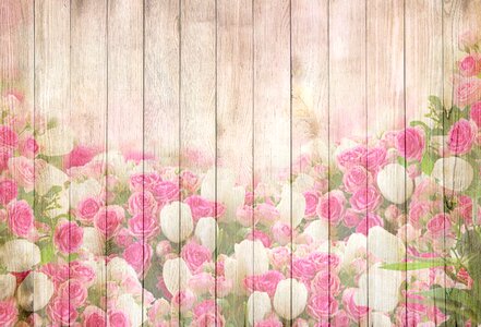 Pink spring blossom