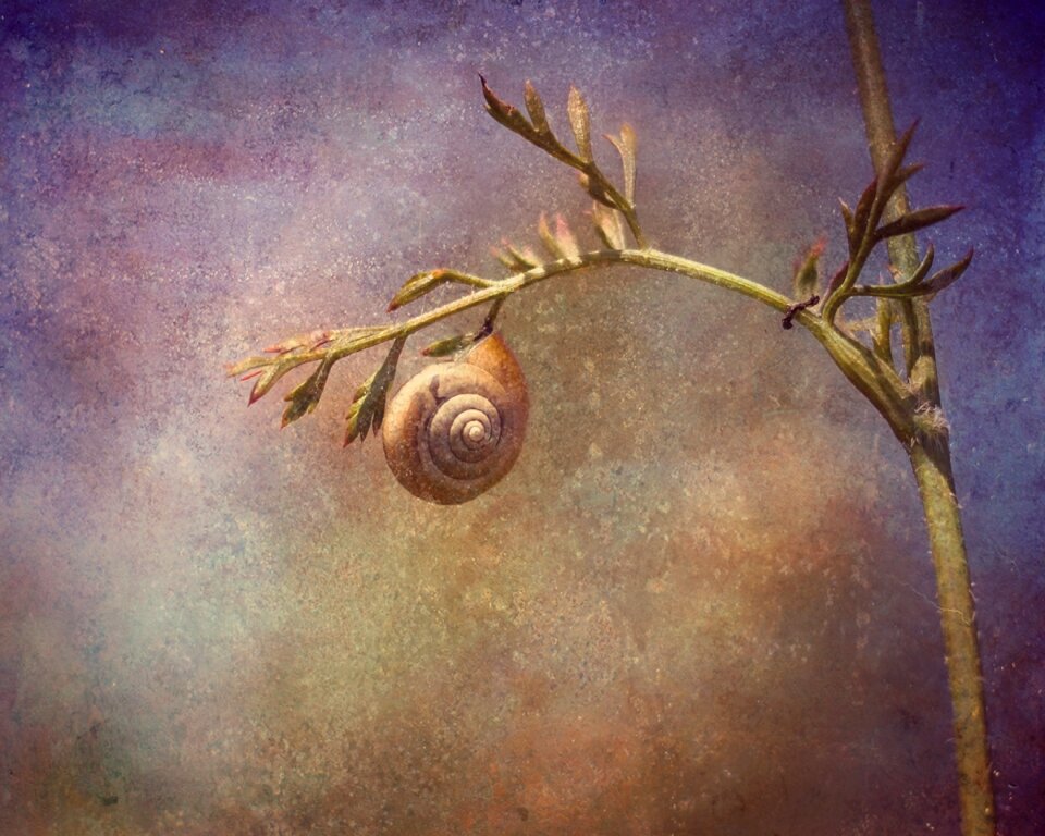 Shell animal nature