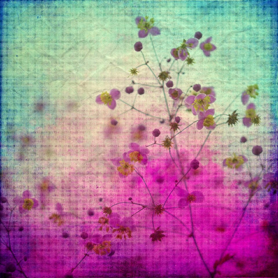 Flower plant nature