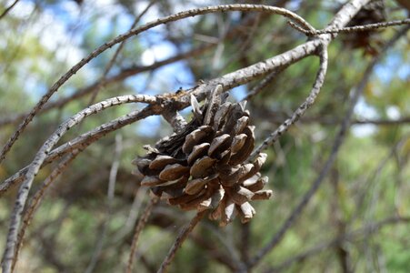 Pineapple fruit autumn