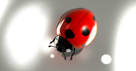 Good luck ladybug beetle