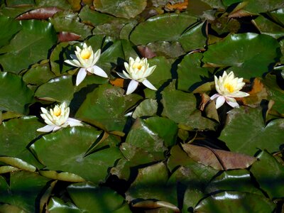Lake rosengewächs garden pond blossom