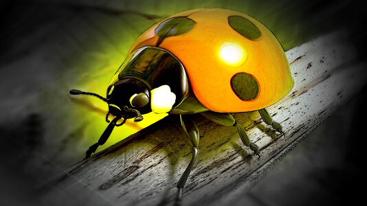 Nature insect 3d