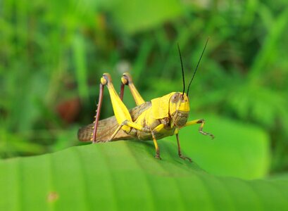 Nature grasshopper macro