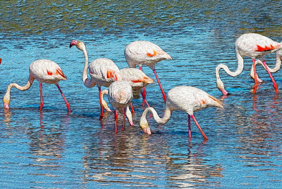 Animal camargue phoenicopterus