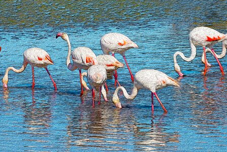 Animal camargue phoenicopterus