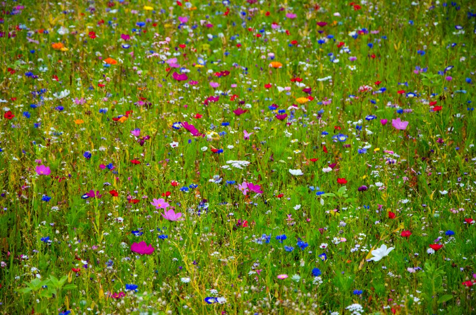 Klatschmohn heide-elke garden