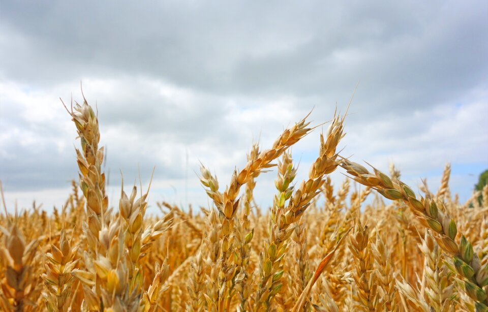Arable cereals Free illustrations