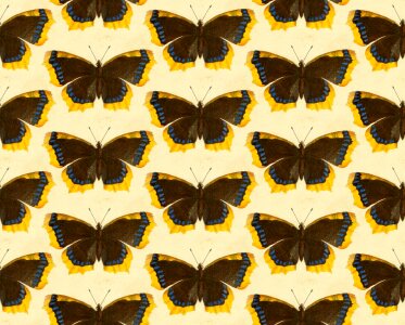 Animals wings wild
