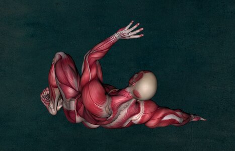 Muscle anatomy bodybuilding muscular