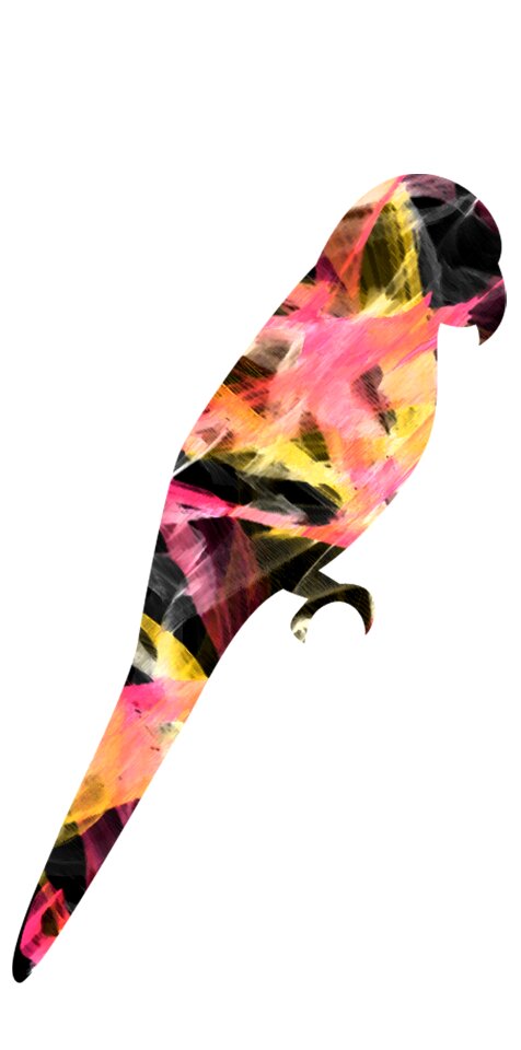 Tropical bird exotic bird ave