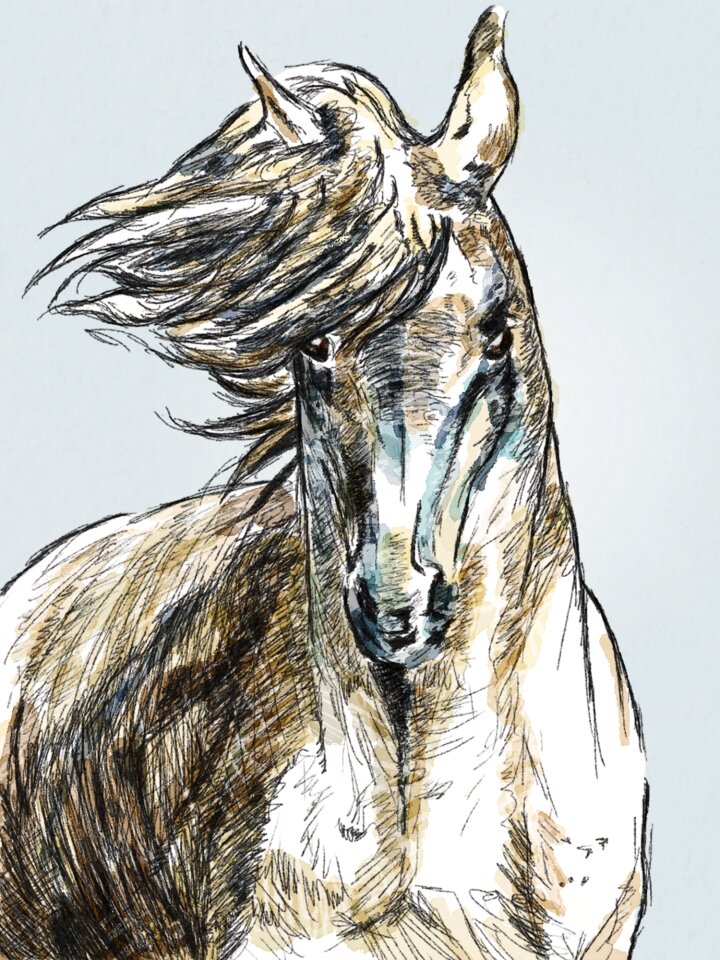 Portrait animal Free illustrations