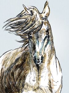 Portrait animal Free illustrations