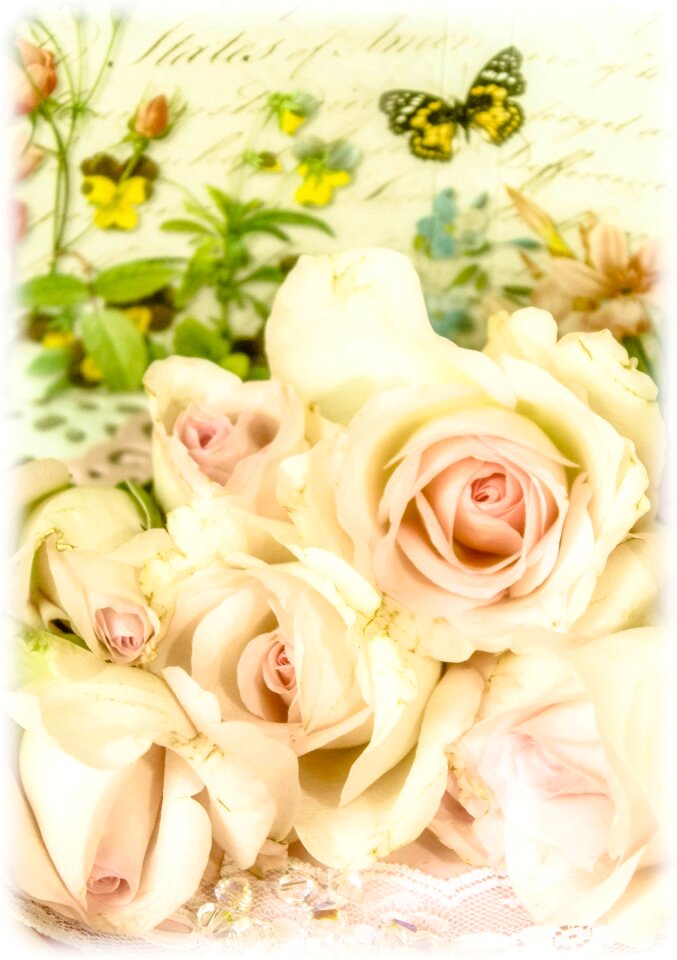 Romantic pink roses blossom