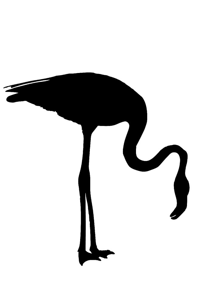 Animal wildlife wild