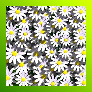Flower floral flowery
