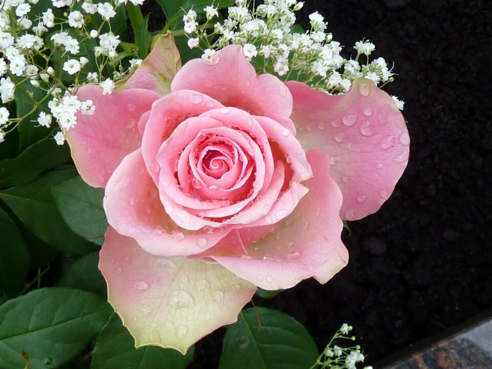 Drop of water rose blooms open rose