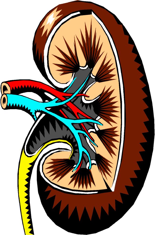 Organ anatomy Free illustrations