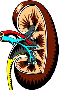 Organ anatomy Free illustrations