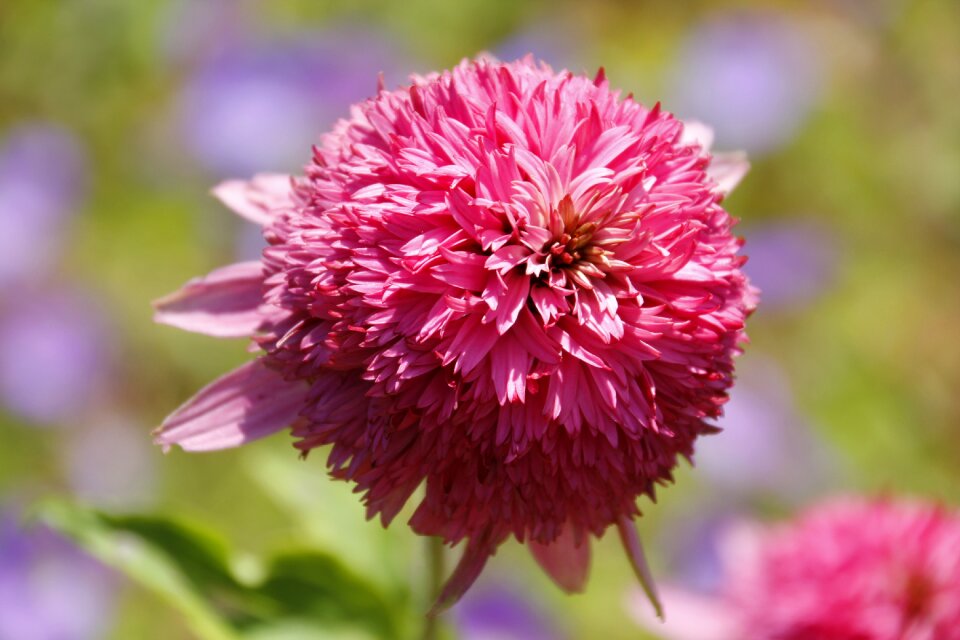Flower dahlia garden flower garden